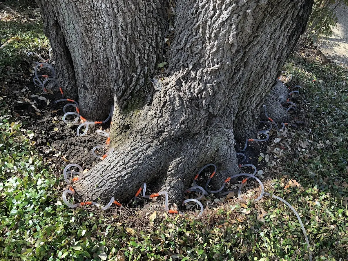 Detailed Tree Cabling and Bracing job site in Abrams