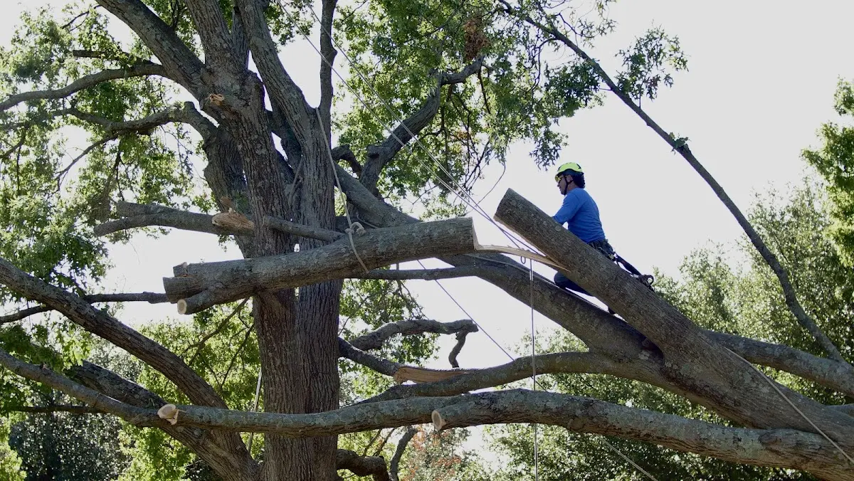 Professional Hazardous Tree Removal performed by certified arborists in Abrams