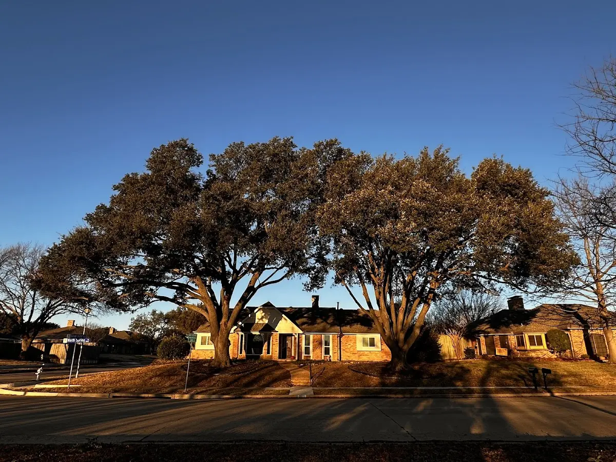 Established residential canopy tree shading a home in Abrams